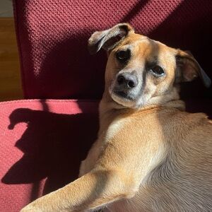 Meet your Posher, Yo